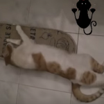 Gratta Gatto